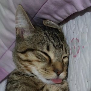 Meet your Posher, Rose